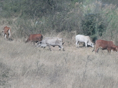 Bos indicus × taurus