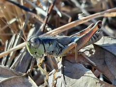 Phoetaliotes nebrascensis