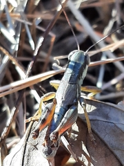 Phoetaliotes nebrascensis