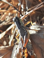 Phoetaliotes nebrascensis
