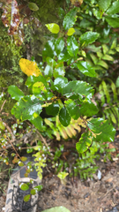 Pterophylla racemosa