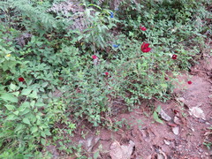 Cosmos atrosanguineus