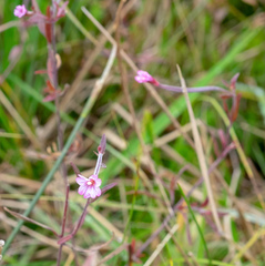 Epilobium palustre