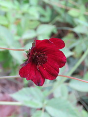 Cosmos atrosanguineus