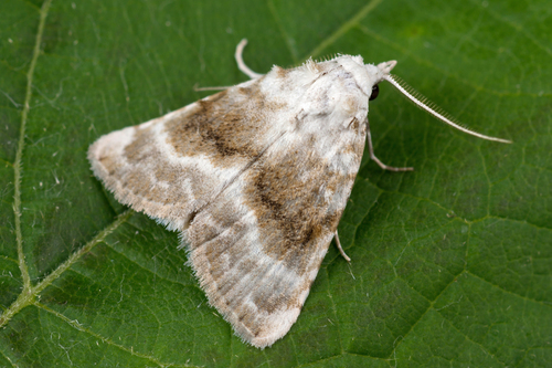 Kent Black Arches, photo 3 of 10