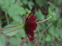 Cosmos atrosanguineus