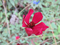 Cosmos atrosanguineus