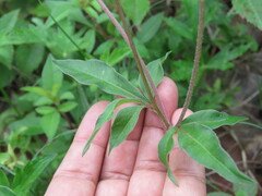 Cosmos atrosanguineus
