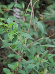 Cosmos atrosanguineus