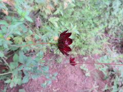 Cosmos atrosanguineus