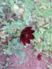 Cosmos atrosanguineus