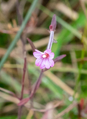 Epilobium palustre