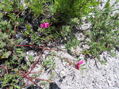 Indigofera capillaris