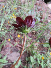 Cosmos atrosanguineus