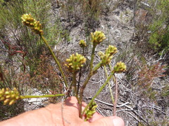 Thesium spicatum
