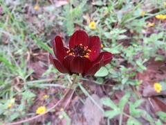 Cosmos atrosanguineus