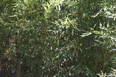 Phyllostachys aureosulcata