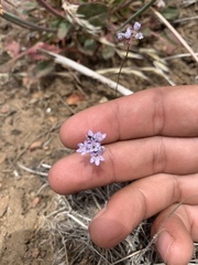 Gilia capitata