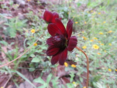 Cosmos atrosanguineus