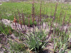 Watsonia angusta