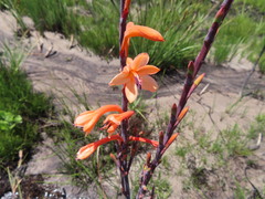 Watsonia angusta
