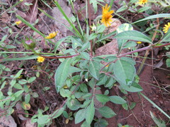 Cosmos atrosanguineus
