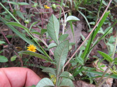 Cosmos atrosanguineus