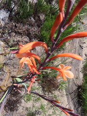Watsonia angusta