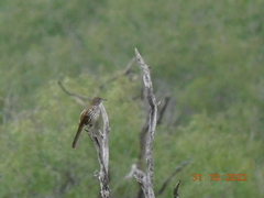 Toxostoma longirostre