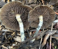 Psilocybe baeocystis