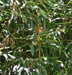 Phyllostachys aureosulcata