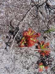 Drosera esterhuyseniae