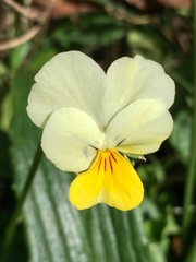 Viola aetolica