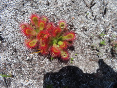 Drosera esterhuyseniae