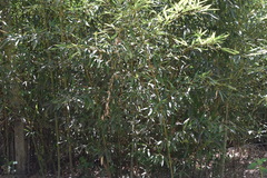 Phyllostachys aureosulcata
