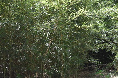 Phyllostachys aureosulcata