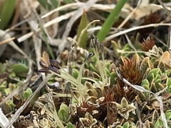 Coprosma atropurpurea