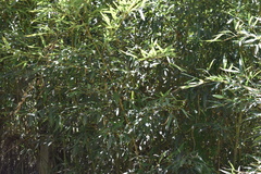 Phyllostachys aureosulcata