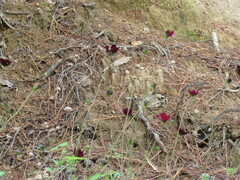 Cosmos atrosanguineus