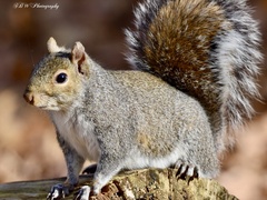 Sciurus carolinensis