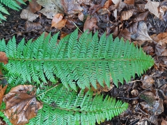 Polystichum aculeatum