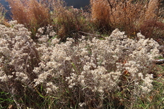 Anaphalis margaritacea