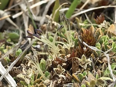 Coprosma atropurpurea
