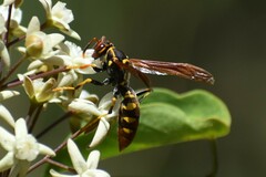 Polistes weyrauchorum