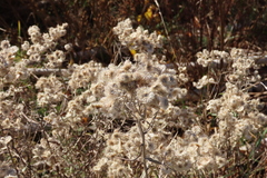 Anaphalis margaritacea