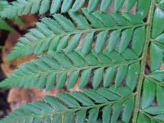 Polystichum aculeatum