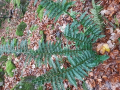 Polystichum × luerssenii