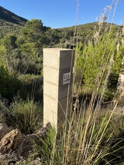 Ampelodesmos mauritanicus