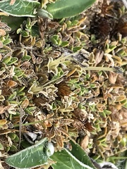 Coprosma atropurpurea