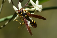 Polistes weyrauchorum